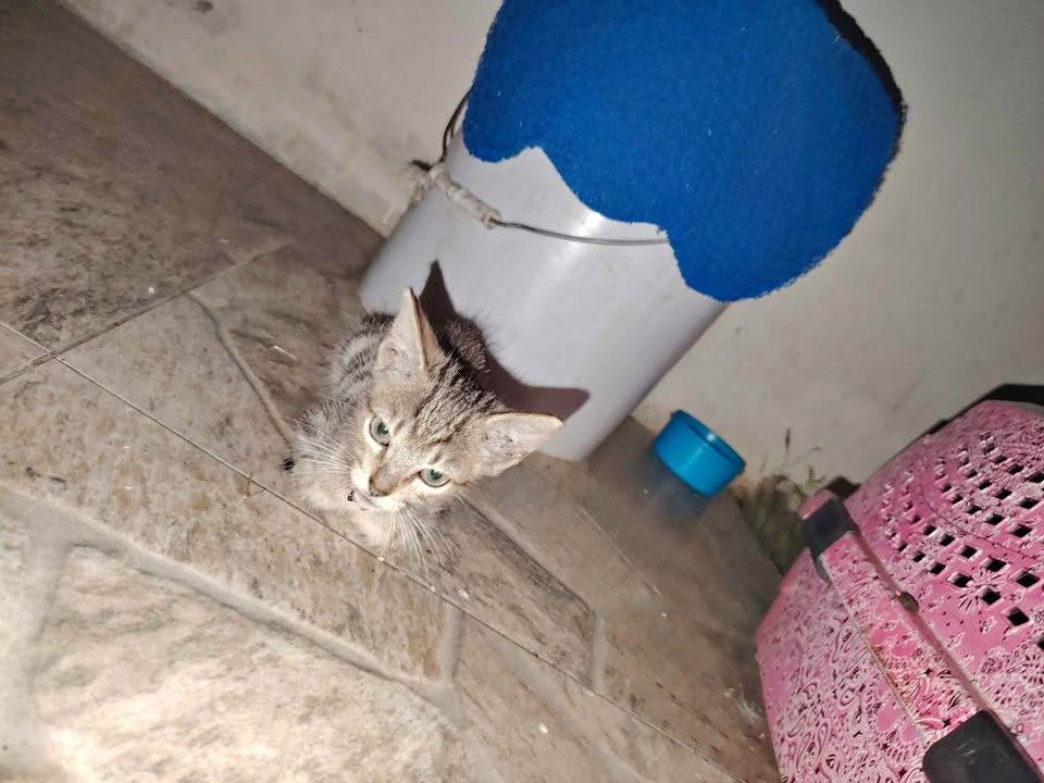Busca hogar 😿 adoptivo