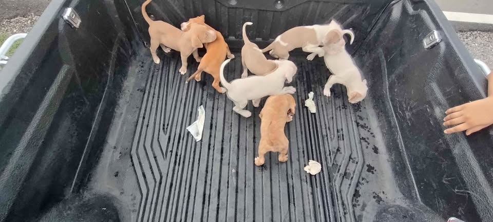 cachorros de Pitbull -  66915598